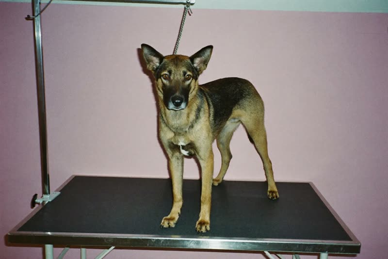 A dog standing calmly on a grooming table