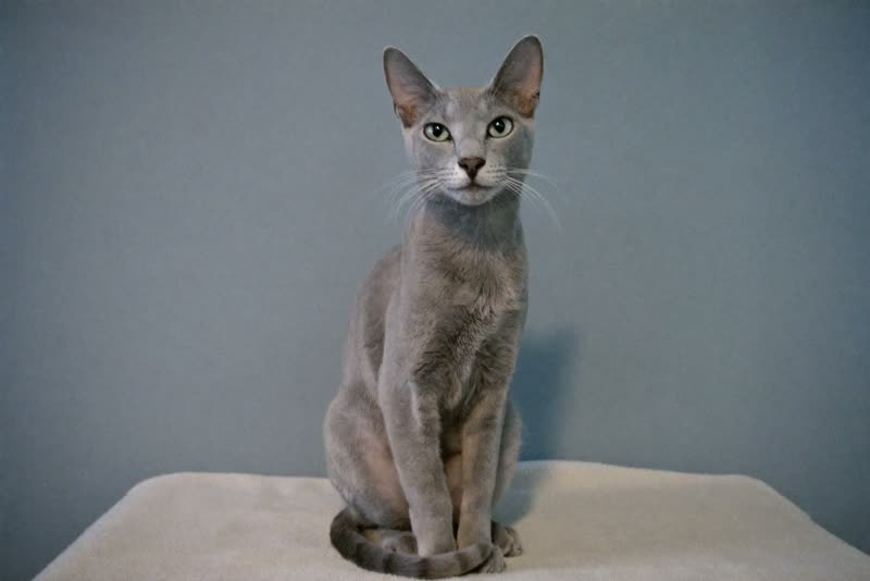 A freshly groomed cat sitting on a towel