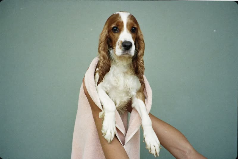 A wet spaniel wrapped in a towel after a bath