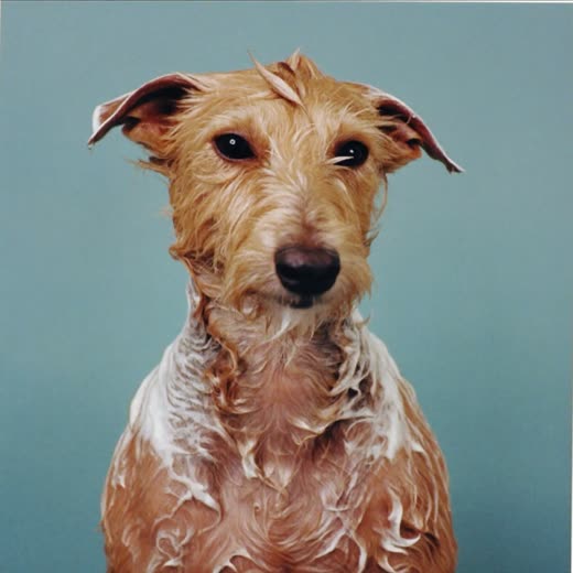 A small dog mid-bath, coat wet and lathered