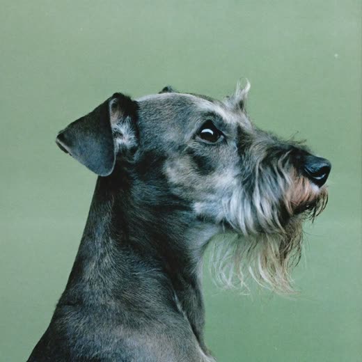 A neatly clipped schnauzer showing a finished trim