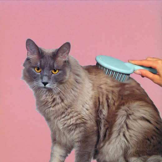 A long-haired cat being brushed out
