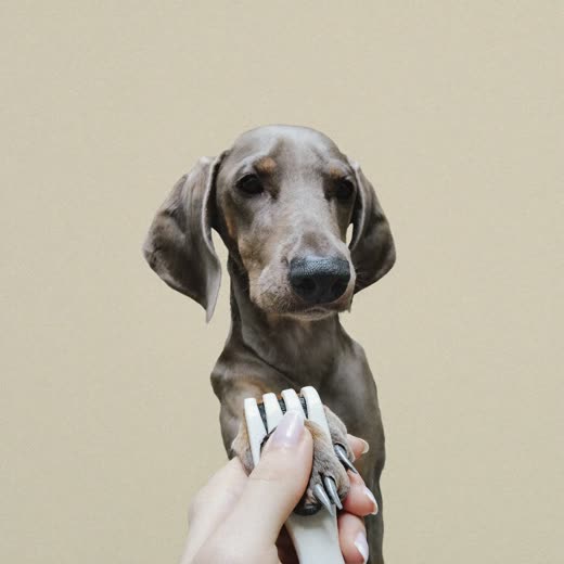 A dog's paw held for a nail trim