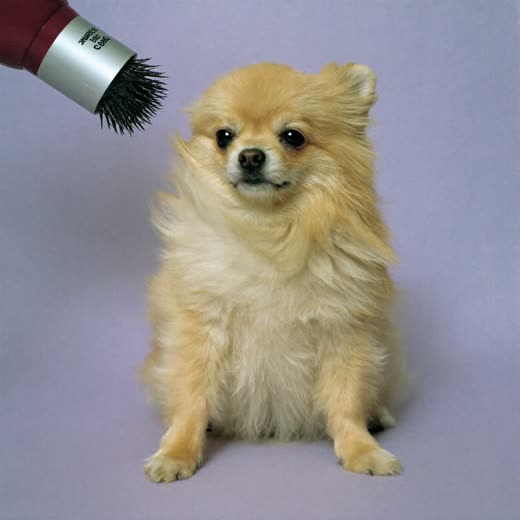 A small dog having its coat blow-dried
